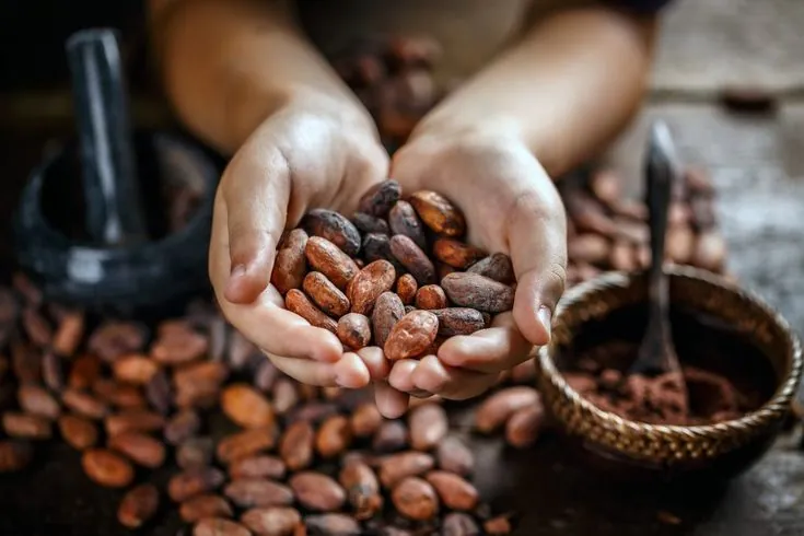 Hands holding freshly harvested cocoa beans